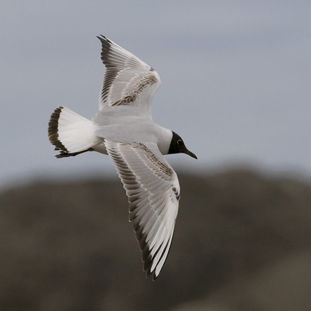 Naurulokki, Black-headed Gull, Larus ridibundus