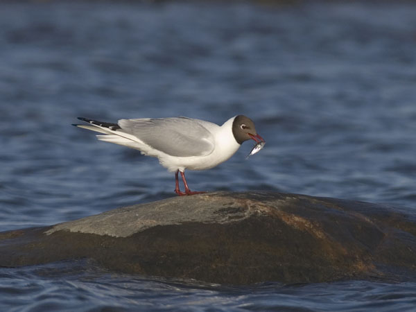 Naurulokki, Black-headed Gull, Larus ridibundus
