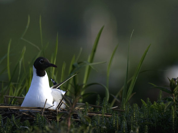 Naurulokki, Black-headed Gull, Larus ridibundus