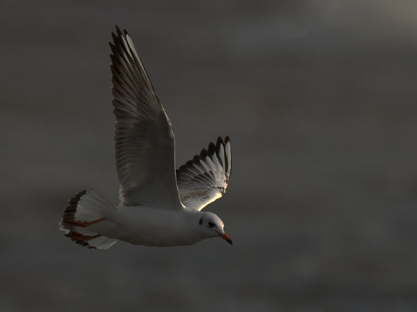 Naurulokki, Black-headed Gull, Larus ridibundus