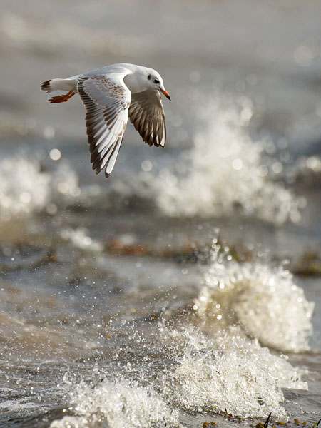 Naurulokki, Black-headed Gull, Larus ridibundus