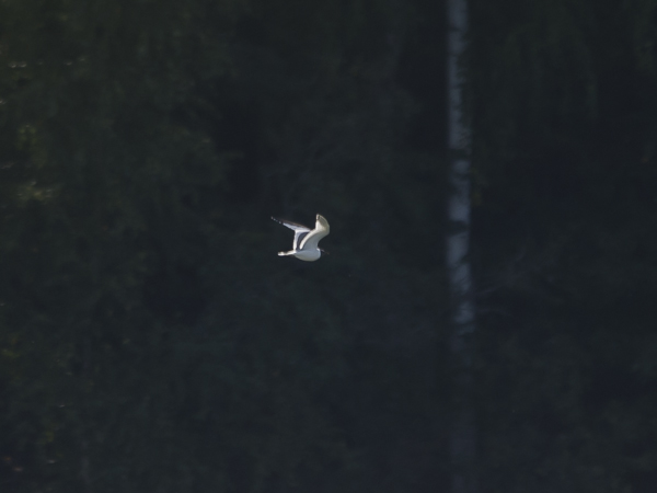 Tiiralokki, Sabine's Gull, Xema sabini
