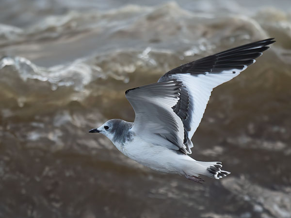 Tiiralokki, Sabine's Gull, Xema sabini