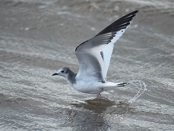 Tiiralokki, Sabine's Gull, Xema sabini