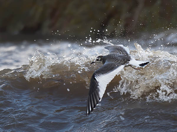 Tiiralokki, Sabine's Gull, Xema sabini