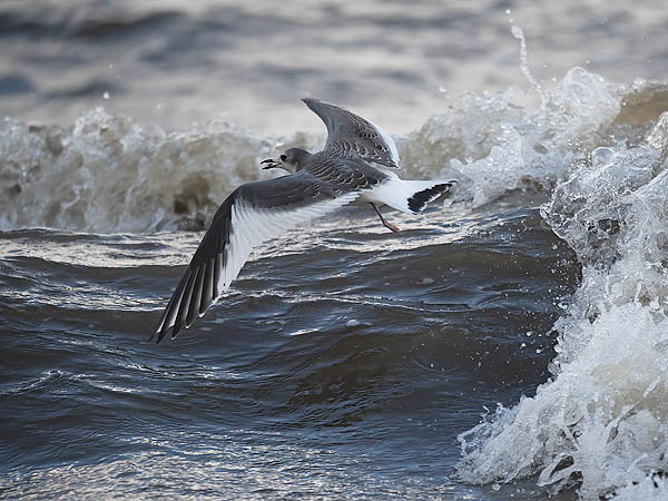 Tiiralokki, Sabine's Gull, Xema sabini