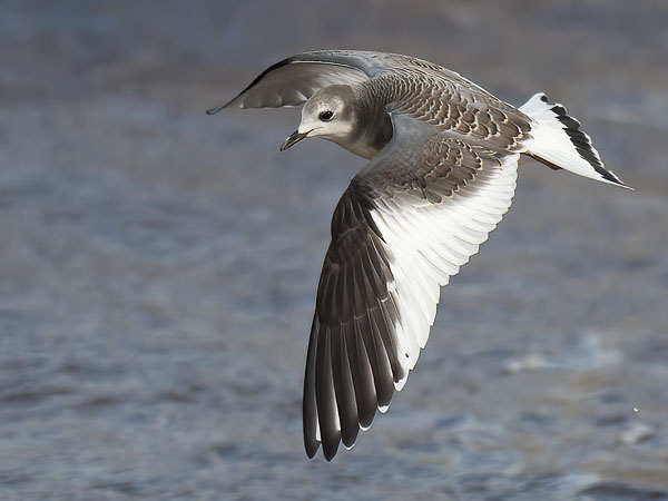 Tiiralokki, Sabine's Gull, Xema sabini