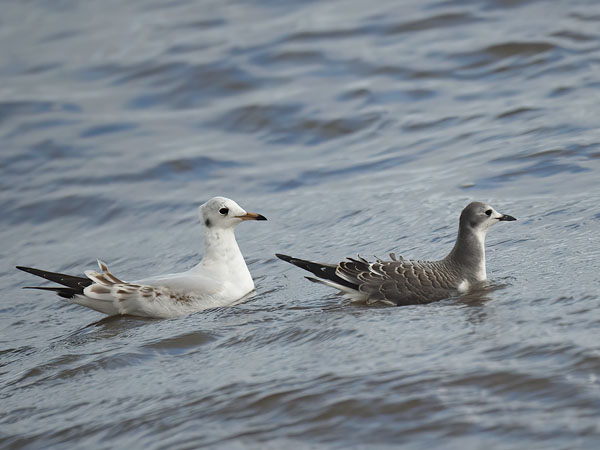 Tiiralokki, Sabine's Gull, Xema sabini