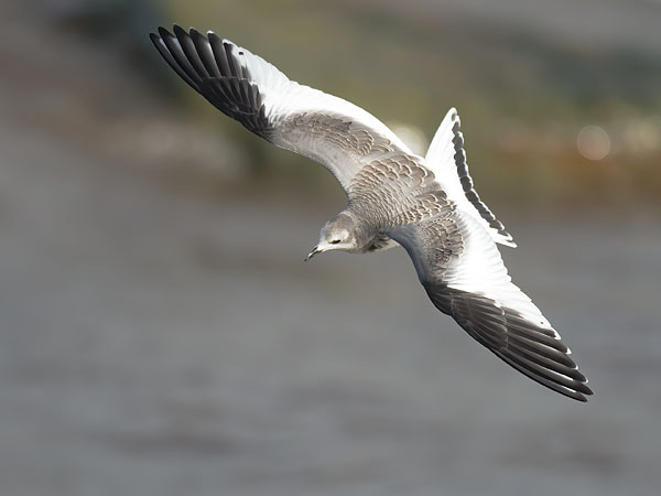 Tiiralokki, Sabine's Gull, Xema sabini