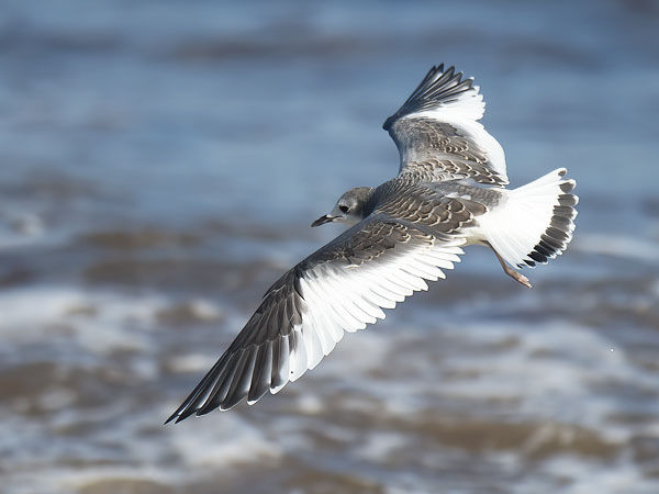 Tiiralokki, Sabine's Gull, Xema sabini