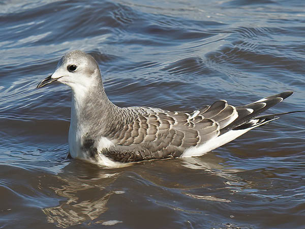 Tiiralokki, Sabine's Gull, Xema sabini