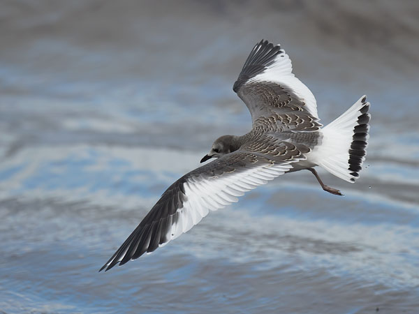 Tiiralokki, Sabine's Gull, Xema sabini