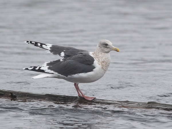 Ohotannlokki, Slaty-backed Gull, Larus schistisagus