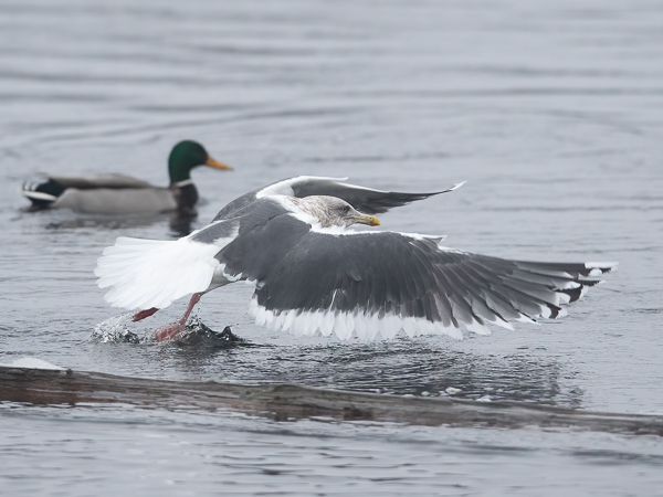 Ohotannlokki, Slaty-backed Gull, Larus schistisagus