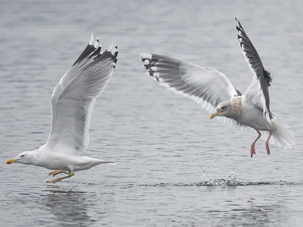 Ohotannlokki, Slaty-backed Gull, Larus schistisagus