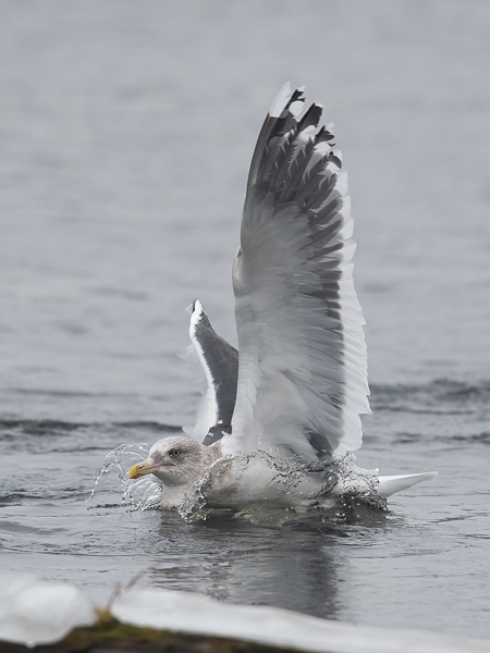 Ohotannlokki, Slaty-backed Gull, Larus schistisagus