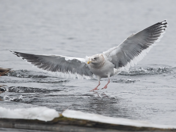 Ohotannlokki, Slaty-backed Gull, Larus schistisagus