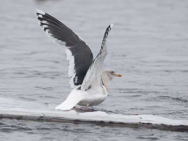 Ohotannlokki, Slaty-backed Gull, Larus schistisagus