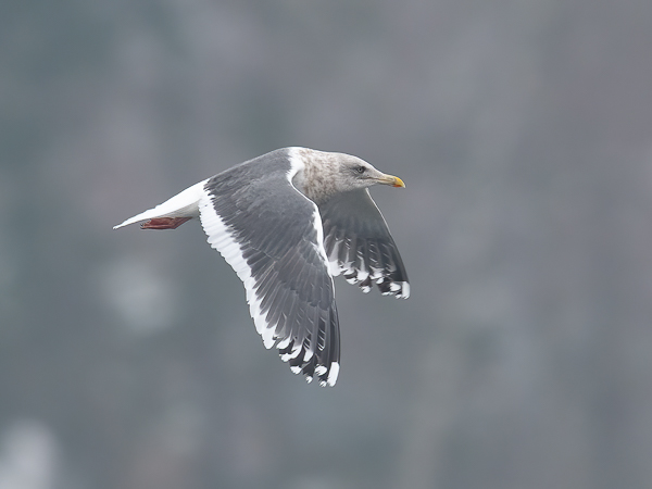 Ohotannlokki, Slaty-backed Gull, Larus schistisagus