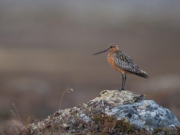 Punakuiri, Bar-tailed Godwit, Limosa lapponica