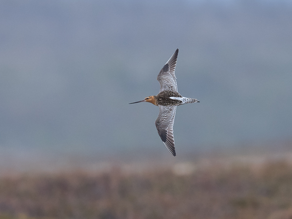 Punakuiri, Bar-tailed Godwit, Limosa lapponica