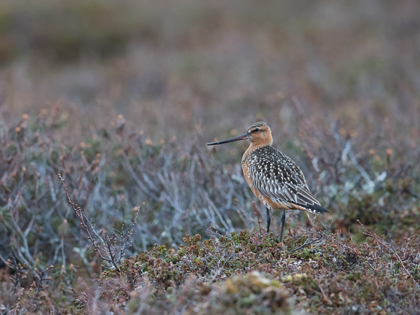Punakuiri, Bar-tailed Godwit, Limosa lapponica