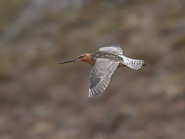 Punakuiri, Bar-tailed Godwit, Limosa lapponica