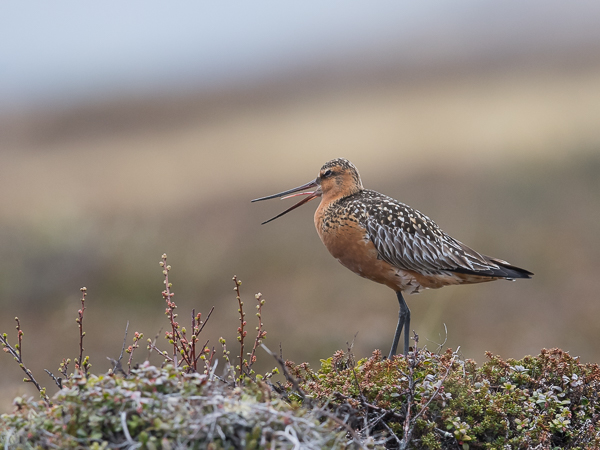 Punakuiri, Bar-tailed Godwit, Limosa lapponica