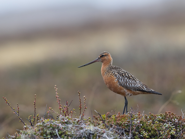Punakuiri, Bar-tailed Godwit, Limosa lapponica