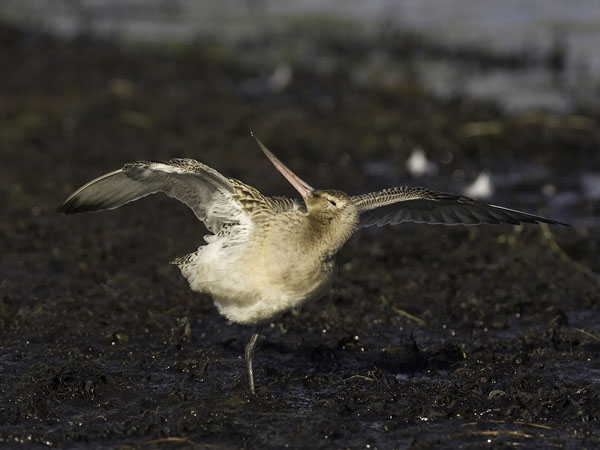 Punakuiri, Bar-tailed Godwit, Limosa lapponica