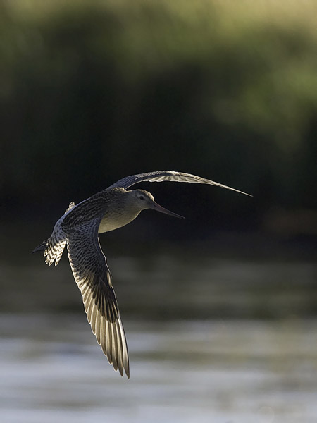 Punakuiri, Bar-tailed Godwit, Limosa lapponica