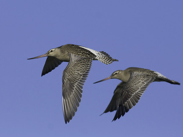 Punakuiri, Bar-tailed Godwit, Limosa lapponica