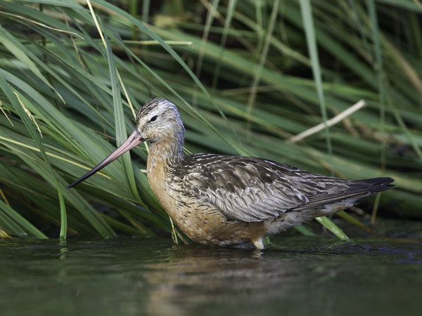 Punakuiri, Bar-tailed Godwit, Limosa lapponica