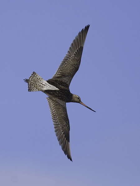 Punakuiri, Bar-tailed Godwit, Limosa lapponica