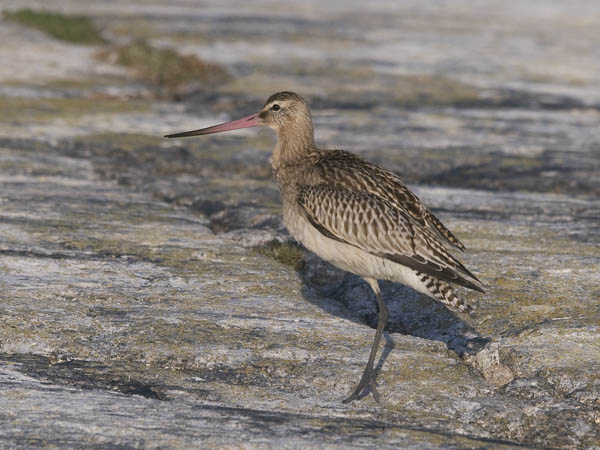Punakuiri, Bar-tailed Godwit, Limosa lapponica