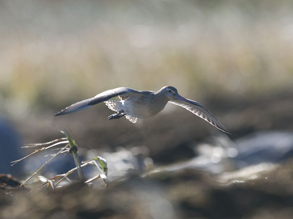 Punakuiri, Bar-tailed Godwit, Limosa lapponica