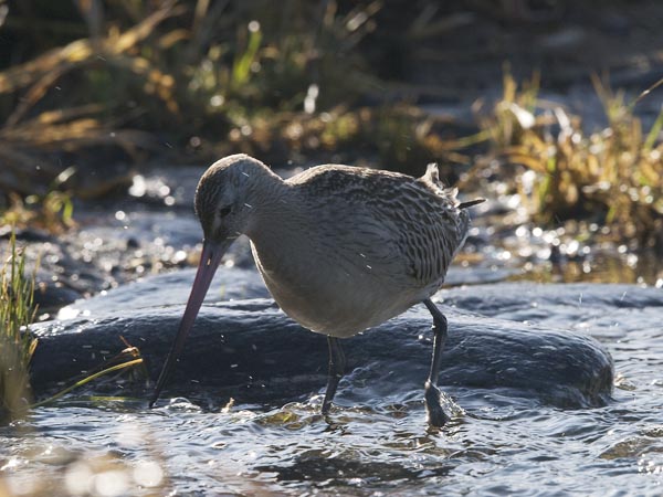Punakuiri, Bar-tailed Godwit, Limosa lapponica