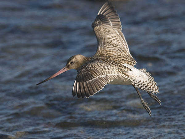 Punakuiri, Bar-tailed Godwit, Limosa lapponica