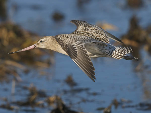 Punakuiri, Bar-tailed Godwit, Limosa lapponica
