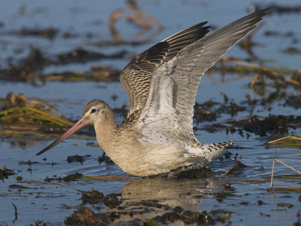 Punakuiri, Bar-tailed Godwit, Limosa lapponica