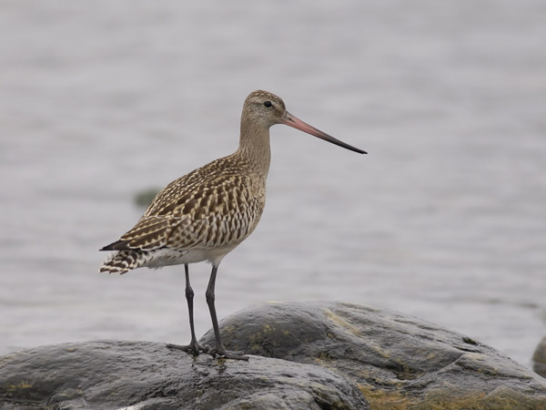 Punakuiri, Bar-tailed Godwit, Limosa lapponica