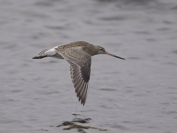 Punakuiri, Bar-tailed Godwit, Limosa lapponica