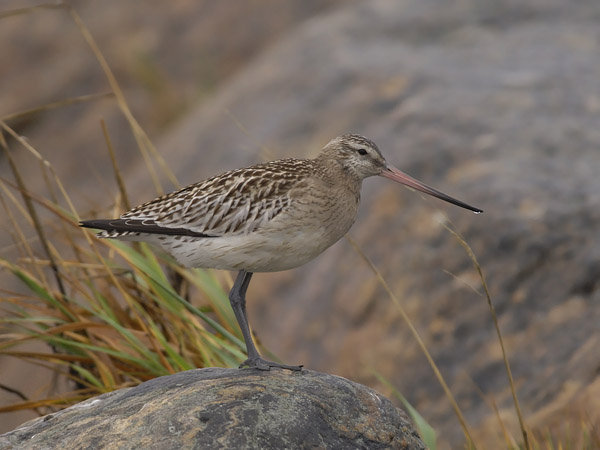 Punakuiri, Bar-tailed Godwit, Limosa lapponica