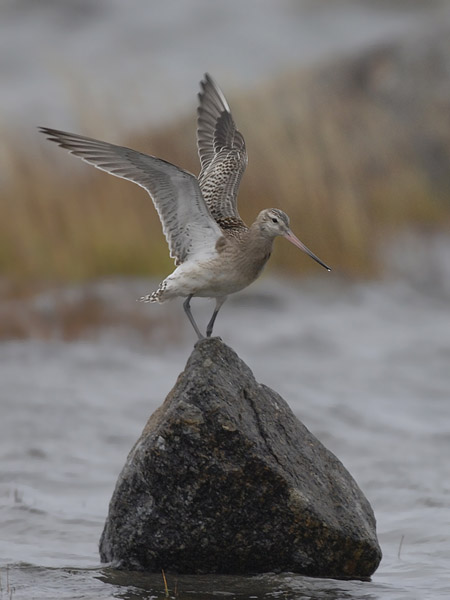 Punakuiri, Bar-tailed Godwit, Limosa lapponica