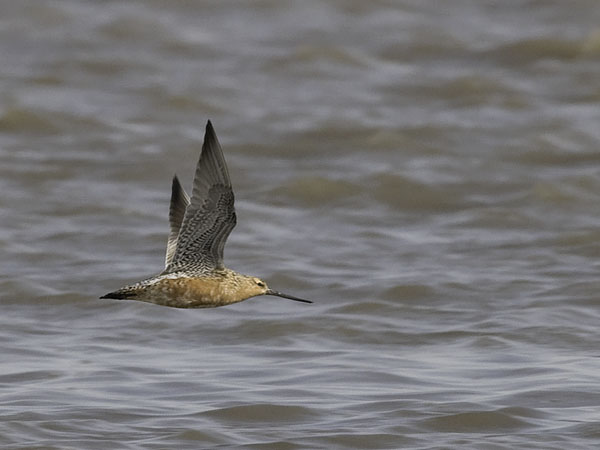 Punakuiri, Bar-tailed Godwit, Limosa lapponica