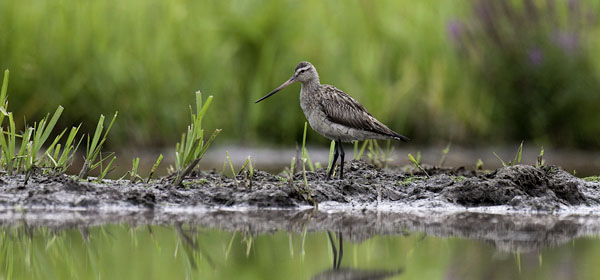 Punakuiri, Bar-tailed Godwit, Limosa lapponica