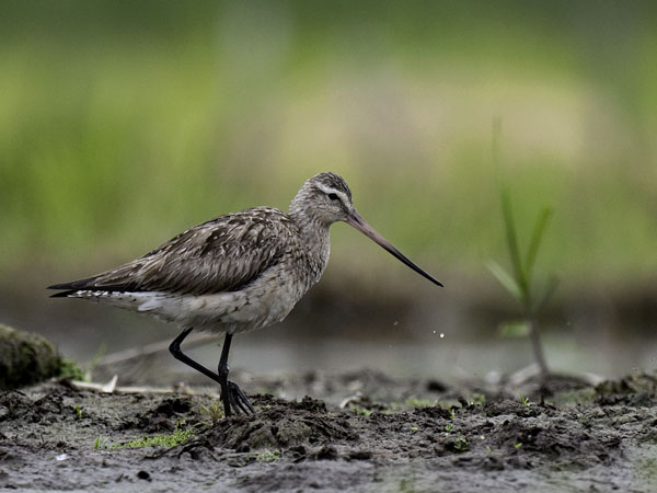 Punakuiri, Bar-tailed Godwit, Limosa lapponica