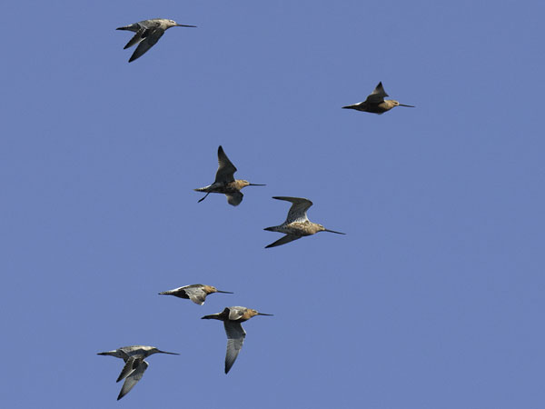 Punakuiri, Bar-tailed Godwit, Limosa lapponica