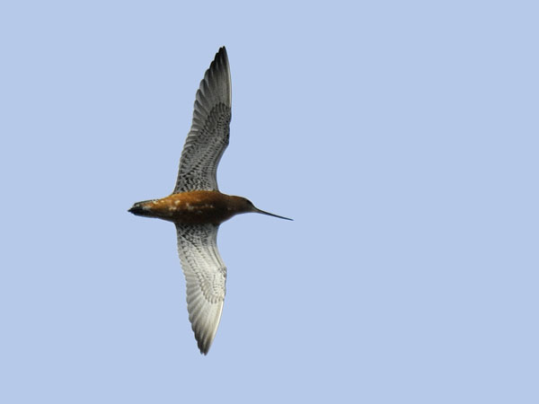 Punakuiri, Bar-tailed Godwit, Limosa lapponica