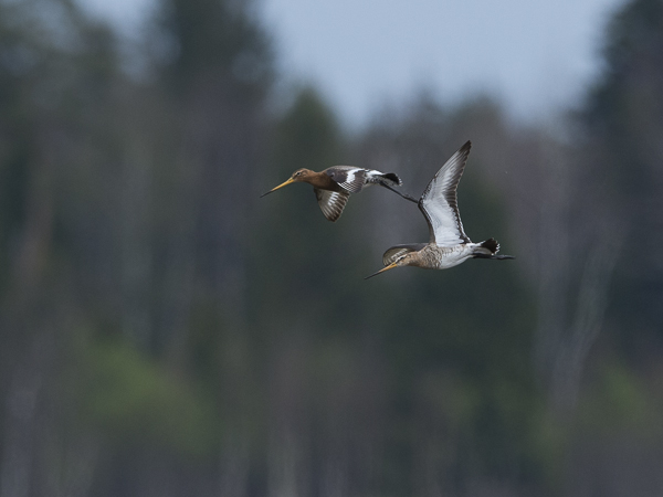 Mustapyrstökuiri, Black-tailed Godwit, Limosa limosa